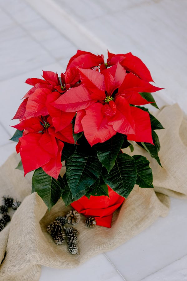 Winter Baptism Christmas Decorations Beautiful Details