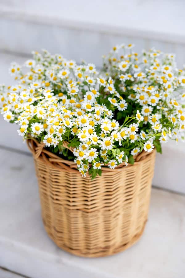 Stylish Lemon Baptism Ideas With Mediterranean Details